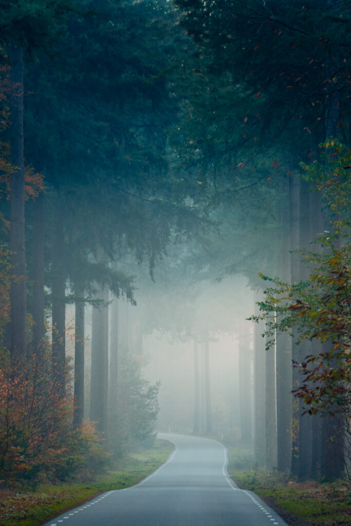 Weg tussen dennen in de mist